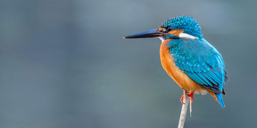 Avistamiento de aves