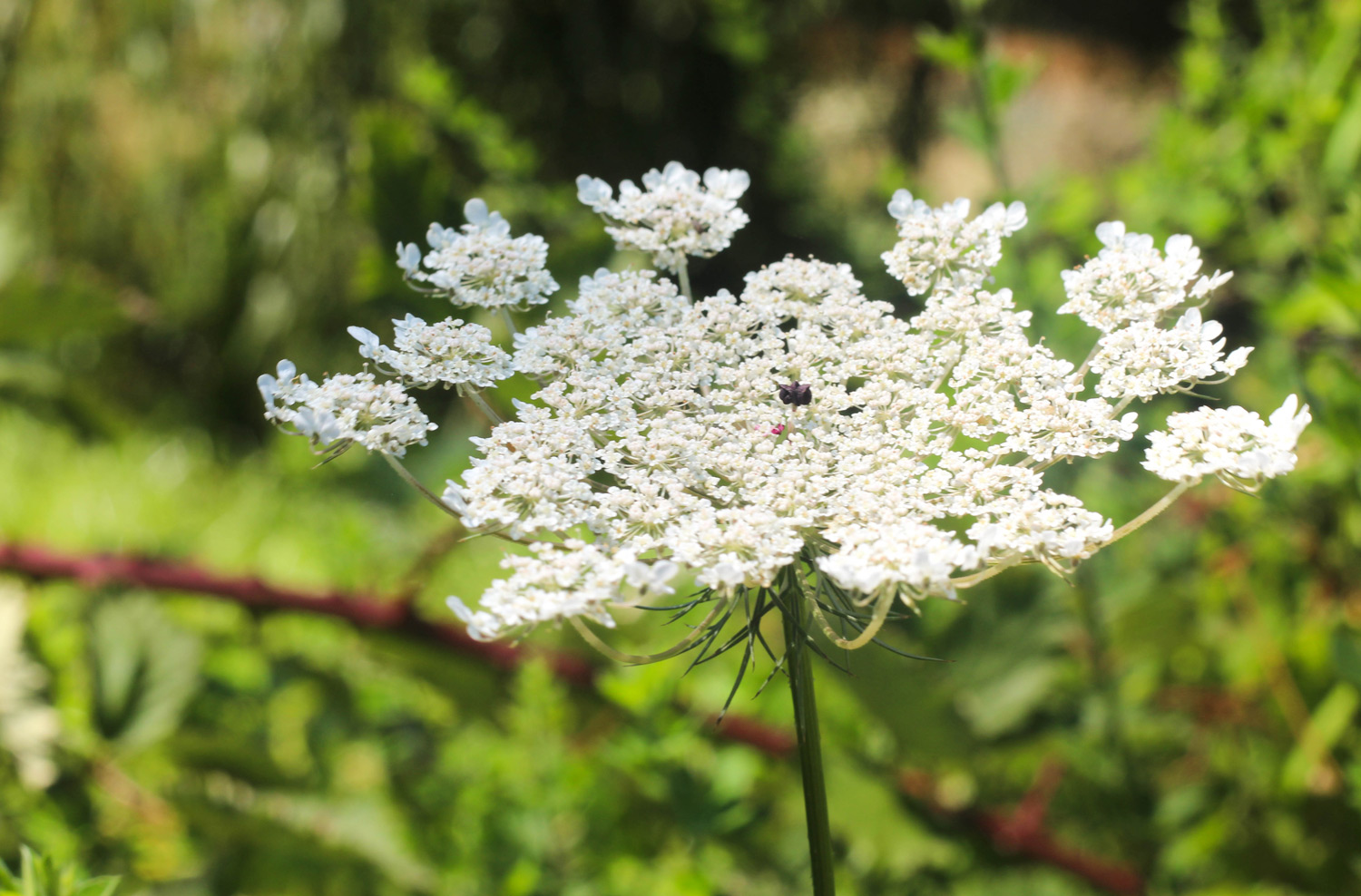 Terrenos disponibles